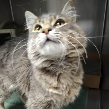 Songstress -  Domestic Medium Hair Cat for Adoption in Philadelphia, Pennsylvania - Songstress | PetCurious