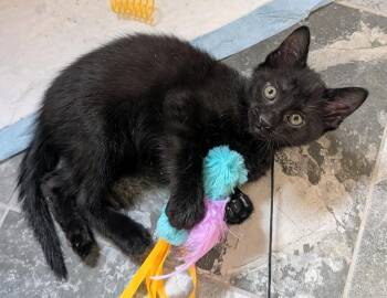 Domestic Short Hair Cats Available for Adoption in Louisa, Virginia - Tony | PetCurious