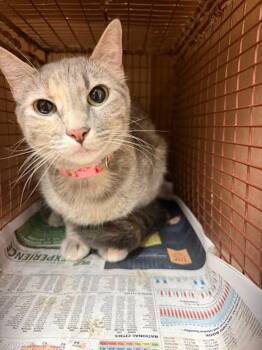 Sayuri -  Domestic Short Hair Cat for Adoption in Austin, Texas - Sayuri | PetCurious