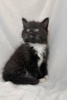 Puffy -  Domestic Long Hair and Tuxedo Cat for Adoption in Greensboro, North Carolina - Puffy | PetCurious