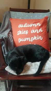 Rescue Bombay and Domestic Short Hair Cats for Adoption in Lucas, Texas - Trouble & Hazel | PetCurious