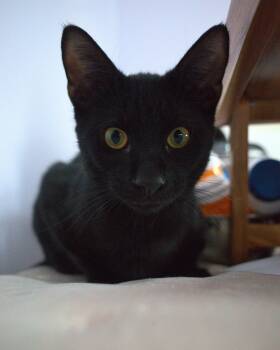 Matty -  Domestic Short Hair Cat for Adoption - Matty | PetCurious