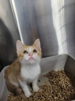 Rescue Domestic Short Hair Cats for Adoption in Cuyahoga Falls, Ohio - Kitten Stromboli | PetCurious