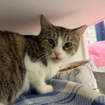 Julianna -  Domestic Short Hair Cat for Adoption in Hampton Bays, New York - Julianna | PetCurious