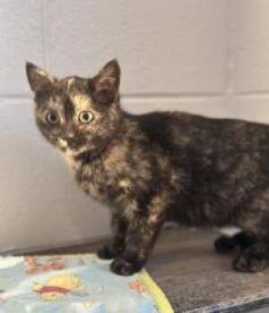 Domestic Short Hair Cats Available for Adoption - Crouton | PetCurious