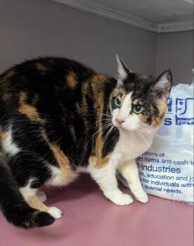 Macie -  Calico Cat Available for Adoption in Ocala, Florida - Macie | PetCurious