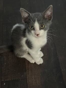 Mikey (& Breeze) -  Domestic Short Hair Cat for Adoption in Wimauma, Florida - Mikey (& Breeze) | PetCurious