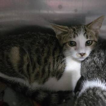 Aro -  Domestic Short Hair Cat for Adoption in Sioux Falls, South Dakota - Aro | PetCurious