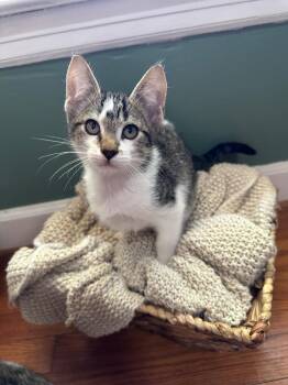 Rubbish -  Domestic Short Hair Cat for Adoption in Little Rock, Arkansas - Rubbish | PetCurious