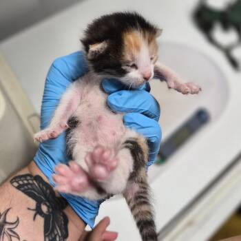 Domestic Short Hair Cats Available for Adoption in Wahiawa, Hawaii - Madeleine | PetCurious