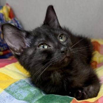 Violet -  Domestic Short Hair Cat Available for Adoption in Atlanta, Georgia - Violet | PetCurious