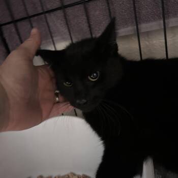 Wall-e (C000-227)- City Of Industry Location -  Domestic Short Hair Cat for Adoption in Chino Hills, California - Wall-e (C000-227)- City Of Industry Location | PetCurious