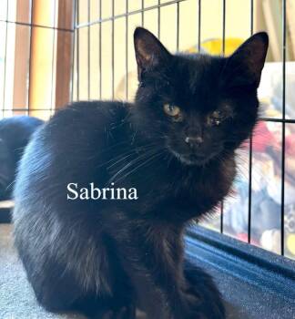 Sabrina -  Domestic Short Hair Cat for Adoption in Thompson Falls, Montana - Sabrina | PetCurious