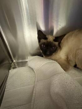Siamese Cats Available for Adoption - SLOANE | PetCurious