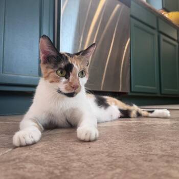 Rescue Calico Cats for Adoption in Palmetto Bay, Florida - Citra | PetCurious