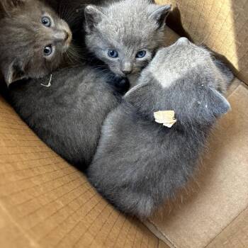 Jupiter -  Domestic Short Hair Cat for Adoption in Garfield, Arkansas - Jupiter | PetCurious