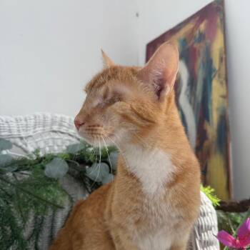 Fire Twirler 56250 -  Domestic Short Hair Cat for Adoption in Eaton Rapids, Michigan - Fire Twirler 56250 | PetCurious