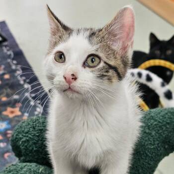 Sargeant Pepper -  Domestic Short Hair Cat for Adoption in Toledo, Ohio - Sargeant Pepper | PetCurious