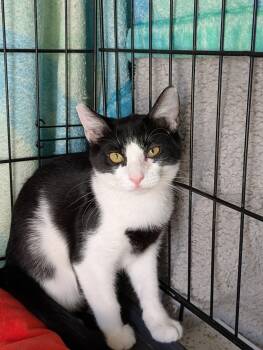 Rescue Domestic Short Hair Cats for Adoption in Bell Gardens, California - Violet | PetCurious