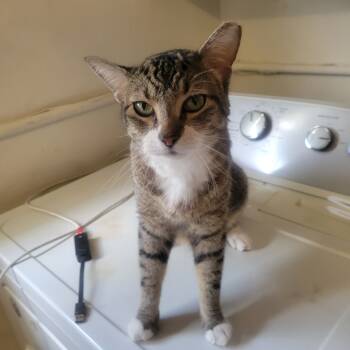 Rescue Domestic Short Hair Cats for Adoption in Fort Lauderdale, Florida - Apollo | PetCurious