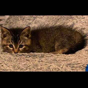Lezel -  Domestic Short Hair Cat for Adoption in Parkersburg, West Virginia - Lezel | PetCurious