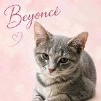 Beyonce -  Domestic Short Hair Cat for Adoption in Portsmouth, Ohio - Beyonce | PetCurious