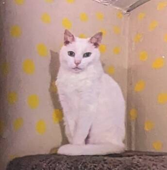 Rescue Domestic Short Hair Cats for Adoption in Springfield, Illinois - Pinky | PetCurious