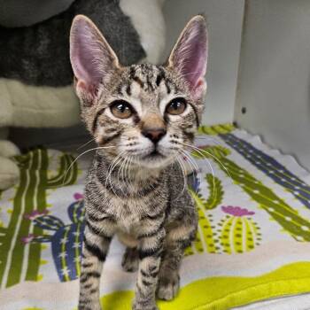 Rescue Domestic Short Hair Cats for Adoption in League City, Texas - Becky | PetCurious