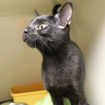 Thunder -  Domestic Short Hair Cat for Adoption in Auburn, Alabama - Thunder | PetCurious
