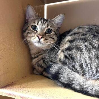 Domestic Short Hair Cats Available for Adoption in Pickering, Ontario - Kane (bonded With Felix) | PetCurious