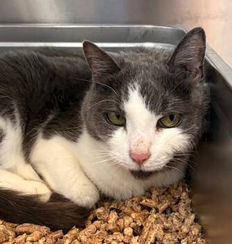 Rescue Domestic Short Hair Cats for Adoption in Cumberland, Maine - Lucy Belle | PetCurious