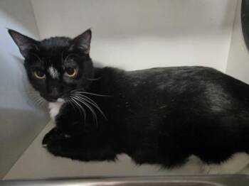 Nubby -  Domestic Short Hair Cat for Adoption in Savannah, Georgia - Nubby | PetCurious