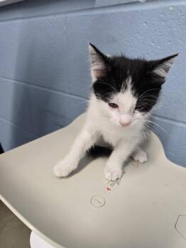 Domestic Short Hair Cats Available for Adoption in Evansville, Indiana - Sushi | PetCurious
