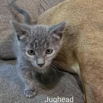 Jughead -  Domestic Short Hair Cat for Adoption in Sedalia, Missouri - Jughead | PetCurious