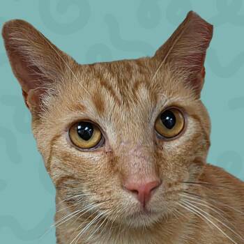 Domestic Short Hair Cats Available for Adoption in Reno, Nevada - Otto | PetCurious