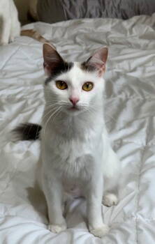 Rescue Domestic Medium Hair Cats for Adoption in Rockaway, New Jersey - Pearl | PetCurious