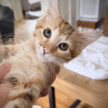 Quincy and Quinton -  Domestic Long Hair Cat for Adoption in Fort Worth, Texas - Quincy And Quinton | PetCurious