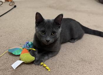 Hayez (purr machine) -  Domestic Short Hair Cat for Adoption in South Lyon, Michigan - Hayez (purr Machine) | PetCurious