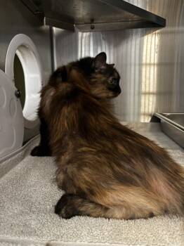 Rescue Domestic Medium Hair Cats for Adoption in Pontiac, Michigan - Wilma | PetCurious