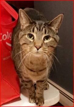 Nutmeg -  Domestic Short Hair Cat for Adoption in Cumberland, Maine - Nutmeg | PetCurious