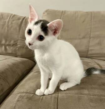 Nilah -  Domestic Short Hair Cat for Adoption in Wading River, New York - Nilah | PetCurious