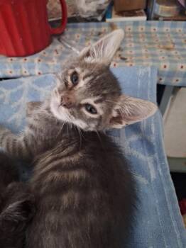 Laughlin -  Domestic Short Hair Cat for Adoption in Lancaster, California - Laughlin | PetCurious