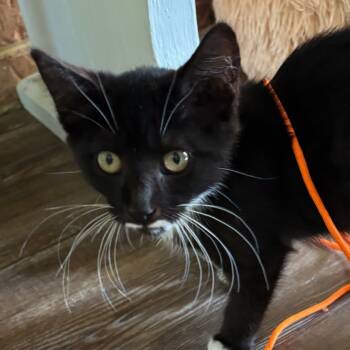 Rescue Domestic Short Hair Cats for Adoption in Winchester, Virginia - Zoey | PetCurious