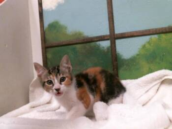 RENATA -  Domestic Short Hair Cat for Adoption in Houston, Texas - RENATA | PetCurious