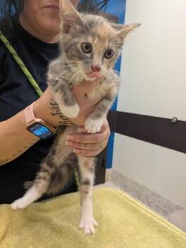 Willow Wisp -  Domestic Short Hair Cat for Adoption in Atlanta, Georgia - Willow Wisp | PetCurious
