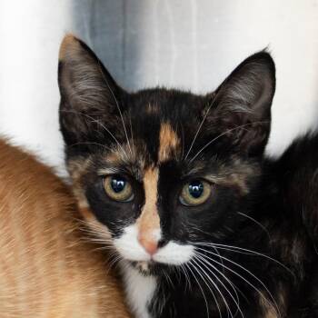 Icelynn -  Domestic Short Hair Cat for Adoption in Middletown, Rhode Island - Icelynn | PetCurious