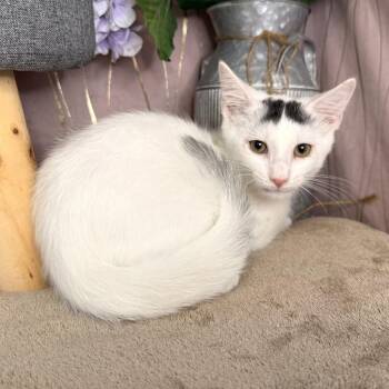 Brew -  Domestic Short Hair Cat for Adoption in Long Beach, Mississippi - Brew | PetCurious