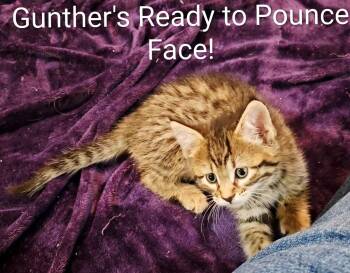 GUNTHER -  Domestic Short Hair Cat for Adoption in La Crescent, Minnesota - GUNTHER | PetCurious