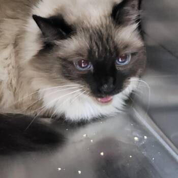 Jasmine -  Siamese Cat for Adoption in Las Vegas, Nevada - Jasmine | PetCurious