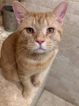 Carmelo -  Domestic Short Hair Cat for Adoption in Long Beach, New York - Carmelo | PetCurious